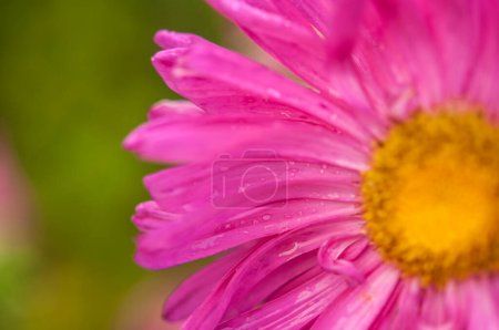 Photo for Close-up of a bright purple,violet,lilac dahlia bloom (formal decorative type) against a background of other dahlias and foliage,beautiful flowers,close-up,selective focus, copy space. - Royalty Free Image