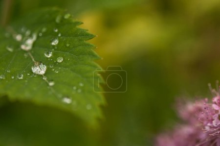 Photo for Beautiful large drop morning dew in nature, selective focus. Drops of clean transparent water on leaves. Sun glare in drop. Image in green tones. Spring summer natural background. - Royalty Free Image
