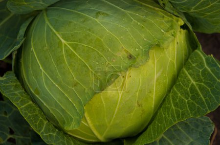 Téléchargez les photos : Background of cabbage leaves. Green juicy color of the plant. big fresh white cabbage - en image libre de droit