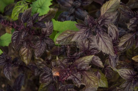 Téléchargez les photos : Basil on the garden bed. A young purple basil bush grows outside in the garden. spicy herbs. Crop and vegetable growing. Healthy vegetables, spices. close-up - en image libre de droit