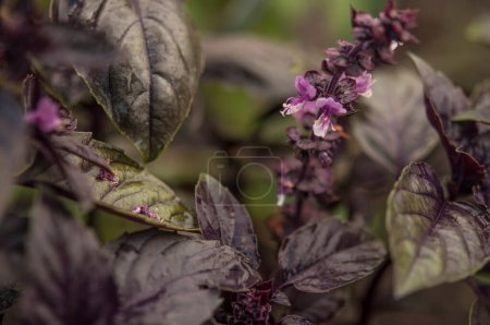 Téléchargez les photos : Basil on the garden bed. A young purple basil bush grows outside in the garden. spicy herbs. Crop and vegetable growing. Healthy vegetables, spices. close-up - en image libre de droit