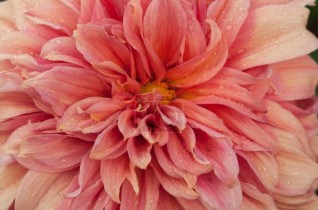 Photo for Macro of pink dahlia flower. Beautiful pink daisy flower with pink petals. Chrysanthemum with vibrant petals. Floral close up. Pink aesthetic. Floral pattern. Autumn garden. Romance card, layout. - Royalty Free Image