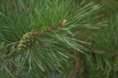 Téléchargez les photos : Pine needle with big dewdrops after rain. Nature background - en image libre de droit