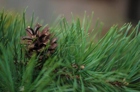Téléchargez les photos : Pine needle with big dewdrops after rain. Nature background - en image libre de droit