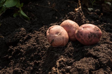 Téléchargez les photos : Plantations poussent. Récolte de pommes de terre biologiques fraîches dans le champ. La pomme de terre se trouve dans la boue du lit. Brillance du soleil. L'agriculture. Agriculture. - en image libre de droit