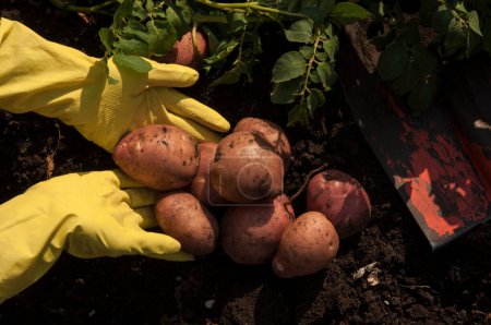Téléchargez les photos : Récolte biologique de pommes de terre dans le jardin. Farmer mains dans des gants avec des pommes de terre fraîchement récoltées - en image libre de droit