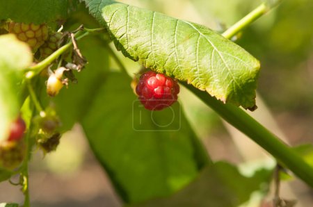 Photo for Red raspberries and green leaves in garden, closeup. branch of ripe raspberries in a garden. Red sweet berries growing on raspberry bush in fruit garden. - Royalty Free Image