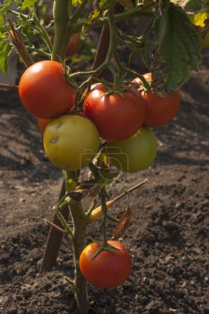 Téléchargez les photos : Brushes with ripe tomatoes on a branch, on a plant bush. Growing and caring for tomatoes in the garden. - en image libre de droit