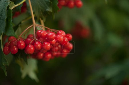 Photo for Close-up of beautiful red fruits of viburnum vulgaris. Guelder rose viburnum opulus berries and leaves in the summer outdoors. Red viburnum berries on a branch in the garden. - Royalty Free Image