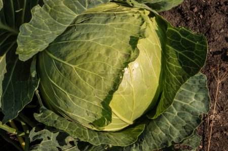 Photo for Background of cabbage leaves. Green juicy color of the plant. big fresh white cabbage - Royalty Free Image
