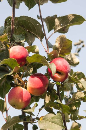 Téléchargez les photos : Pommiers dans le jardin avec des pommes rouges mûres prêtes pour la récolte - en image libre de droit