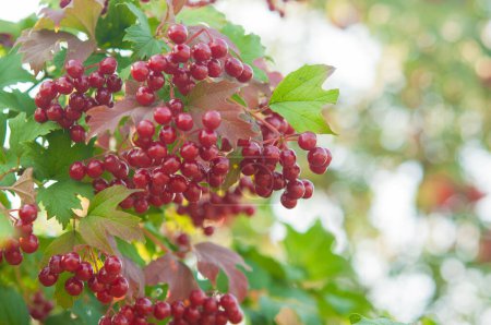 Photo for Close-up of beautiful red fruits of viburnum vulgaris. Guelder rose viburnum opulus berries and leaves in the summer outdoors. Red viburnum berries on a branch in the garden. - Royalty Free Image