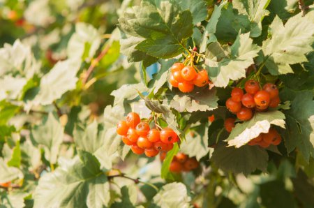 Téléchargez les photos : Baies rouges dans le jardin d'automne. Fruits rouges de Crataegus monogyna, connus sous le nom d'aubépine ou aubépine à une seule graine - en image libre de droit