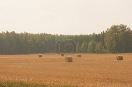 Photo for Beautiful landscape with straw bales in end of summer - Royalty Free Image