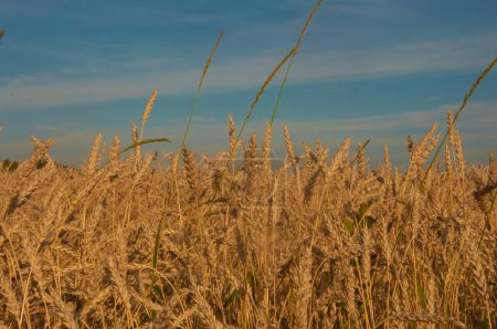 Téléchargez les photos : Un champ avec des épis dorés de blé par une chaude journée d'été - en image libre de droit