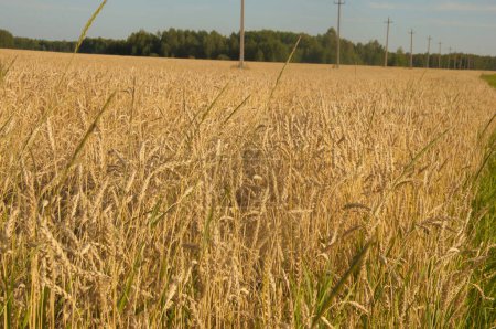 Photo for A field with golden ears of wheat on a hot summer day - Royalty Free Image