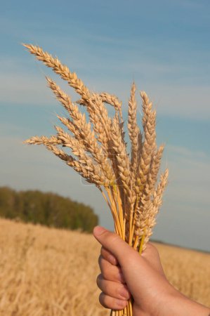 Téléchargez les photos : Les épis de blé dans les mains de l'agriculteur close-up coucher du soleil - en image libre de droit