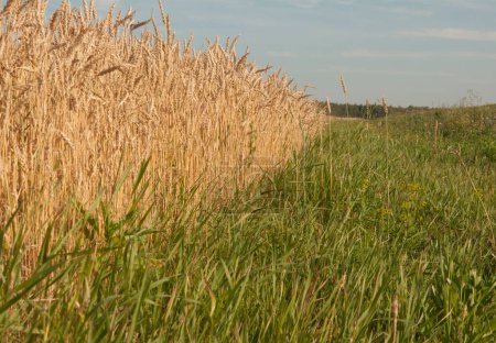 Photo for A field with golden ears of wheat on a hot summer day - Royalty Free Image