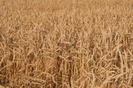 Téléchargez les photos : Un champ avec des épis dorés de blé par une chaude journée d'été - en image libre de droit