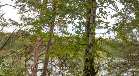 Téléchargez les photos : Forêt d'automne nature. Matin vif dans une forêt colorée avec des rayons de soleil à travers les branches des arbres. Paysage de la nature avec lumière du soleil - en image libre de droit