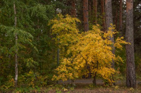 Téléchargez les photos : Forêt d'automne nature. Matin vif dans une forêt colorée avec des rayons de soleil à travers les branches des arbres. Paysage de la nature avec lumière du soleil - en image libre de droit