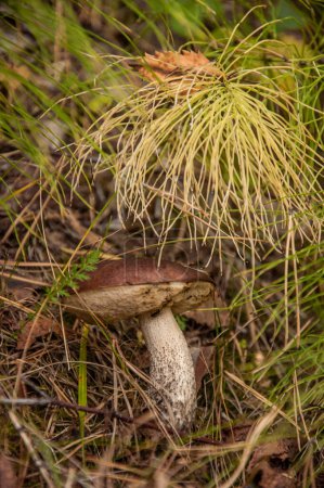 Téléchargez les photos : Dans la forêt, le champignon bolet caché sous les feuilles de litière, l'après-midi d'automne vibes, champignons comestibles - en image libre de droit