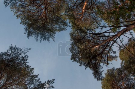 Téléchargez les photos : Arbres verts et nuages dans le ciel, vue du bas vers le haut - en image libre de droit