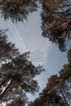Téléchargez les photos : Arbres verts et nuages dans le ciel, vue du bas vers le haut - en image libre de droit