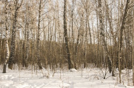 Photo for Snow in winter and the forest to birches birch wood white birch winter forest - Royalty Free Image