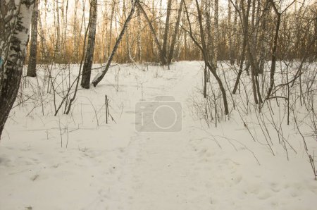Téléchargez les photos : La neige en hiver et la forêt aux bouleaux le bouleau le bois le bouleau blanc la forêt hivernale - en image libre de droit