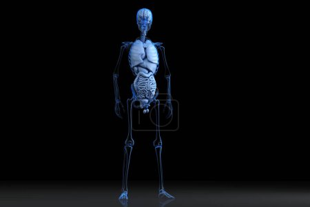 Photo for Illustration of human Male anatomy. 3D Rendering - Royalty Free Image