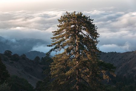 Lone Pine at Cloud-covered Troodos mountains. Cyprus