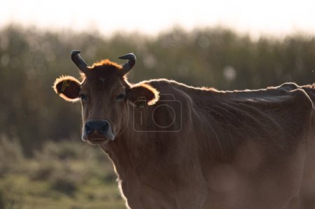 Vache au marais Akrotiri. District de Limassol, Chypre