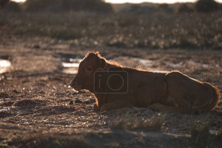 Calf laying on the sunlit ground at Akrotiri Marsh. Limassol District, Cyprus