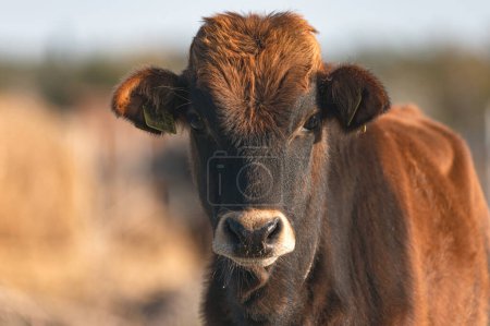 Photo for Portrait of a Calf at Akrotiri Marsh. Limassol District, Cyprus - Royalty Free Image