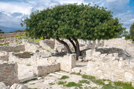 Lebendiger Baum steht hoch inmitten alter Steinruinen eines römischen Hauses unter einem dramatischen wolkenverhangenen Himmel. Archäologische Stätte Kourion. Kreis Limassol