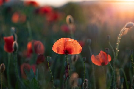 Photo for Wild vivid poppy field in magic sunset light. Remembrance day concept. - Royalty Free Image