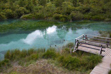 Fabuleuse vue d'été sur le lac Zelenci avec de belles reflets dans l'eau. Paysages naturels dans le parc national du Triglav, Slovénie, Europe