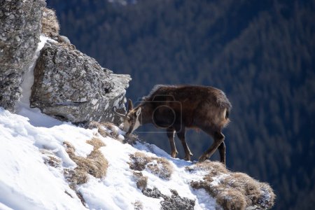 Wild chamois, black goat on the top of the snowy mountain in Ceahlau mountains, Romania.