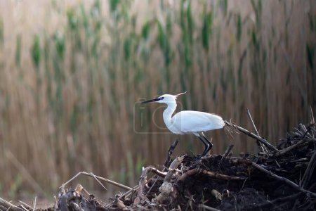 Great white egret seen in the Danube Delta, Romania.