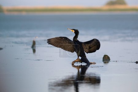 Grands cormorans noirs dans le delta du Danube de Roumanie