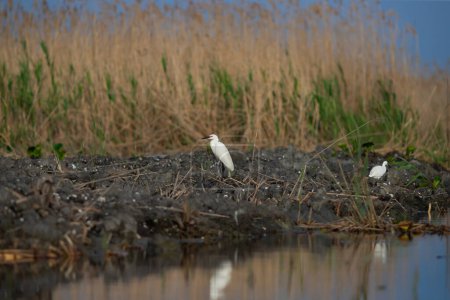 Téléchargez les photos : Grande aigrette blanche vue dans le delta du Danube, Roumanie. - en image libre de droit