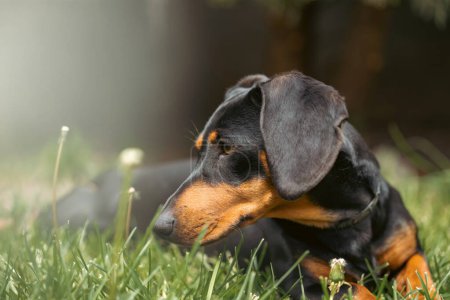 Spring portrait of beautiful a dachshund dog in green grass.