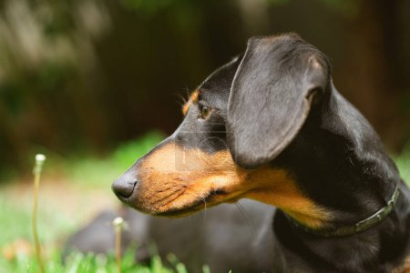 Spring portrait of beautiful a dachshund dog in green grass.