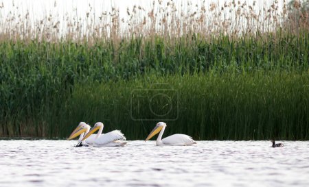 Pelican colony and black cormorants in Danube Delta, Romania