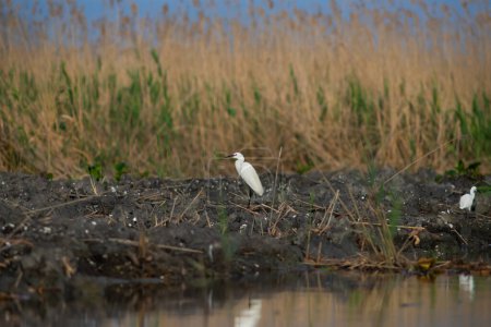 Téléchargez les photos : Grande aigrette blanche vue dans le delta du Danube, Roumanie. - en image libre de droit