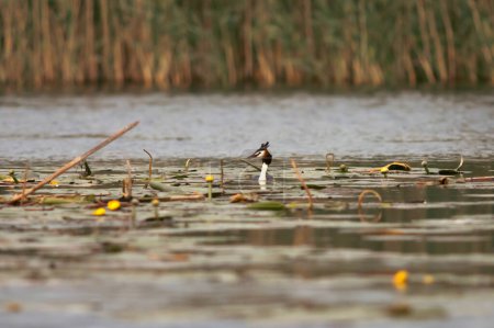 Haubentaucher (Podiceps cristatus) sitzt auf seinem Nest im Wasser des Donaudeltas, Rumänien