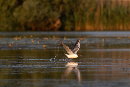 Black-headed Gull (Chroicocephalus ridibundus) in Danube Delta, Romania