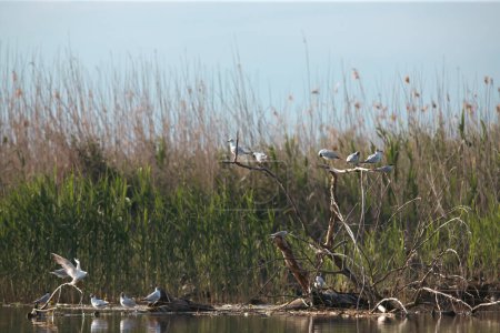 Gaviotas de cabeza negra (Chroicocephalus ridibundus) en el Delta del Danubio, Rumania