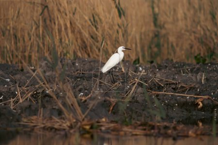 Great white egret seen in the Danube Delta, Romania.